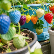 Rainbow Strawberry Seeds