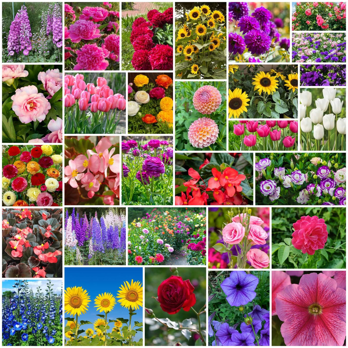 Premium Flower Garden Collection Seeds