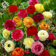 Premium Flower Garden Collection Seeds