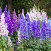 Premium Flower Garden Collection Seeds