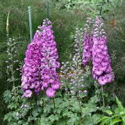 Premium Flower Garden Collection Seeds