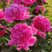 Premium Flower Garden Collection Seeds