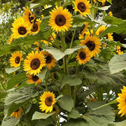 Premium Flower Garden Collection Seeds