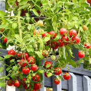 Premium Seeds, Solanum lycopersicum