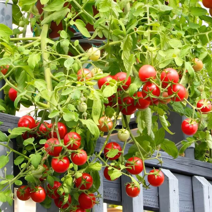 Premium Seeds, Solanum lycopersicum