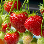 Strawberry Seeds – Fragaria × ananassa