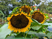 Sunflower Seeds – Helianthus annuus