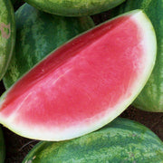 Seedless Watermelon Seeds
