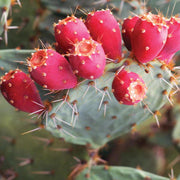 Pink Spineless Opuntia Seeds, Herbal