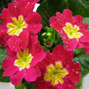 Primrose Seeds - All In One For Home Gardens