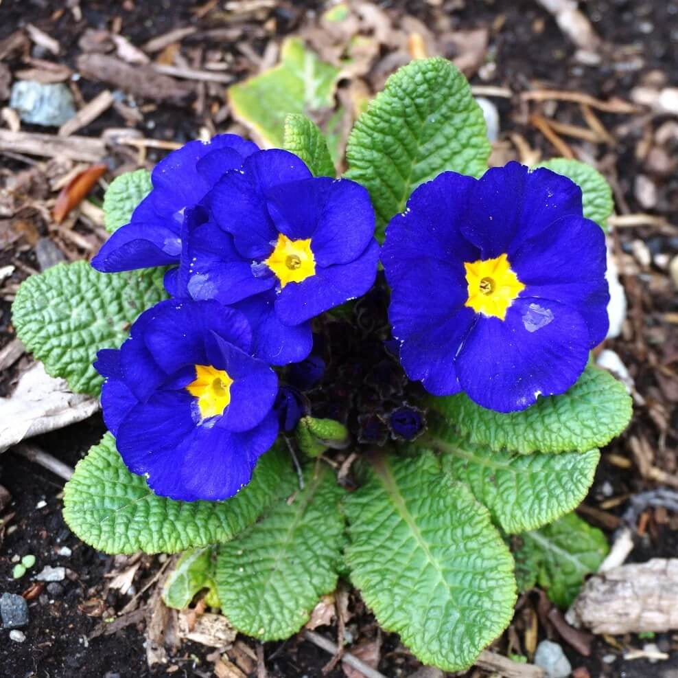 Blue and Yellow Primrose Seeds