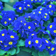 Blue and Yellow Primrose Seeds