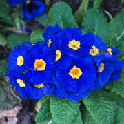 Blue and Yellow Primrose Seeds