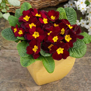 Maroon and Yellow Primrose Seeds