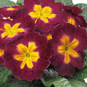 Maroon and Yellow Primrose Seeds