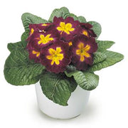 Maroon and Yellow Primrose Seeds