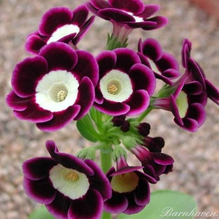 Mini Primrose Seeds