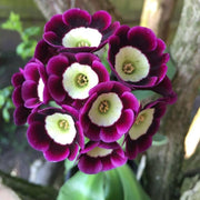 Mini Primrose Seeds