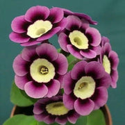 Mini Primrose Seeds