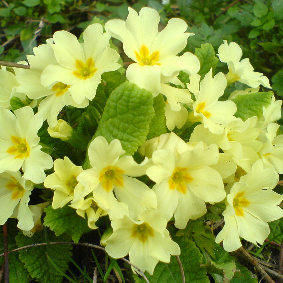 Primrose Seeds – Primula vulgaris