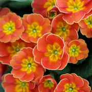 Sun Orange Primrose Seeds