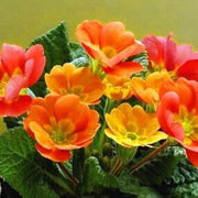 Sun Orange Primrose Seeds