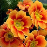 Sun Orange Primrose Seeds