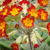 Sunset Red Primrose Seeds