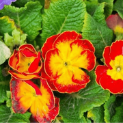 Sunset Red Primrose Seeds