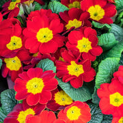 Sunset Red Primrose Seeds