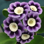 Violet Primrose Seeds