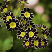 Yellow Black Primrose Seeds