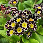 Yellow Black Primrose Seeds