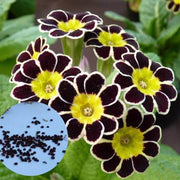 Yellow Black Primrose Seeds