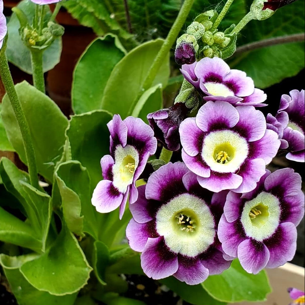 Violet Primrose Seeds
