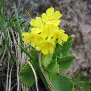 Auricula Primula Seeds