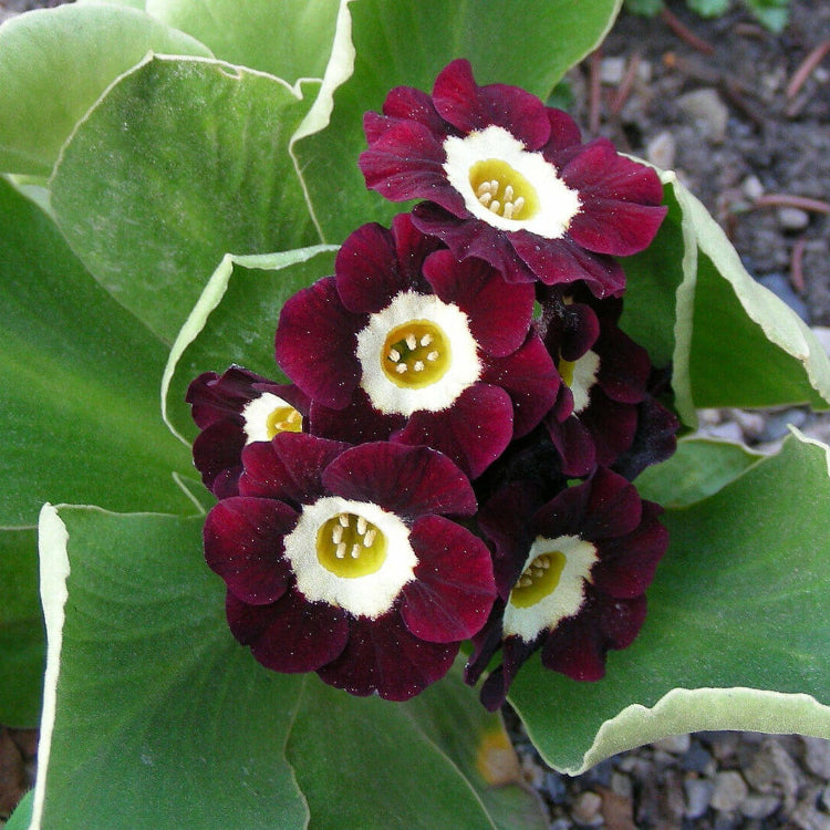 Brown Auricula Primula Seeds