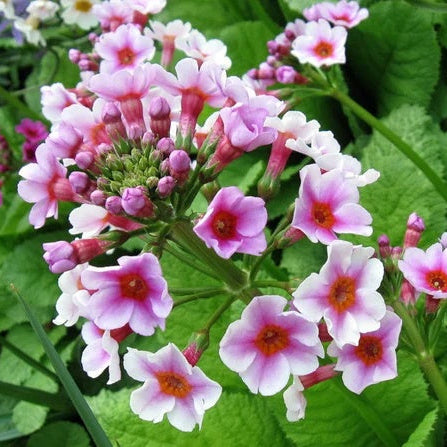 Primula Japonica Seeds