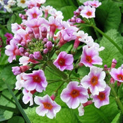 Primula Japonica Seeds