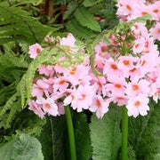 Primula Japonica Seeds