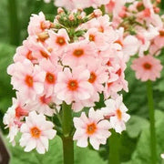 Primula Japonica Seeds