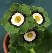 Green White Primula Seeds