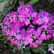 Lavender Primula Seeds