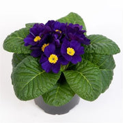 Navy Blue Primula Seeds