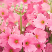 Pink Primula Seeds