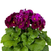 Violet Primula Seeds