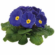 Navy Blue Primula Seeds