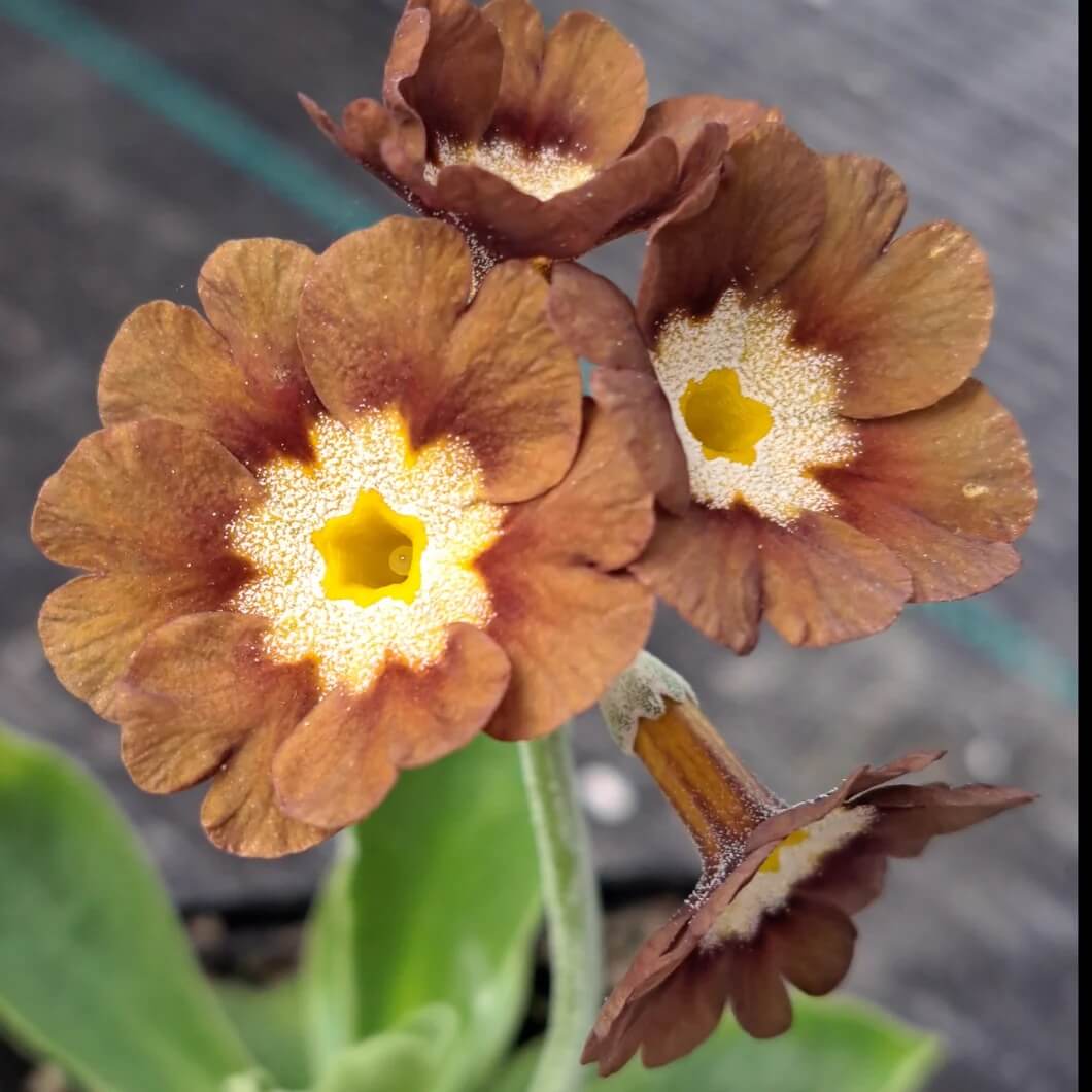Yellow Brown Primula Seeds
