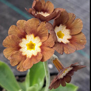 Yellow Brown Primula Seeds