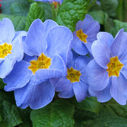 Blue Primula Seeds